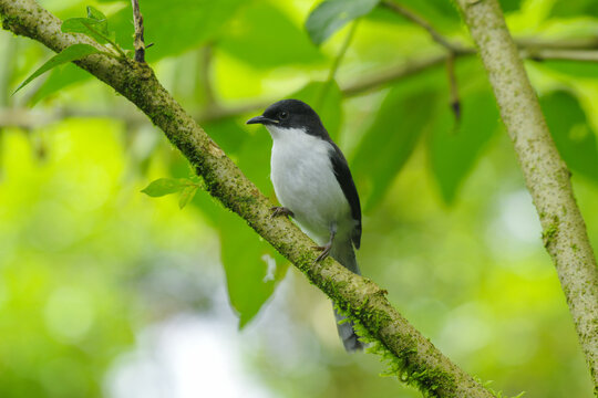 Dark-backed sibia