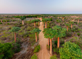 Aerial view of the alley of the Baobabs near Morondava, Madagascar