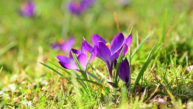 Macro shot of purple spring crocus flowers on green meadow closeup. UHD 4k video