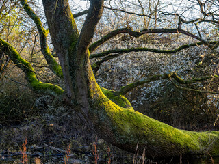 Bemooster Baum in einem kleinen Waldsee