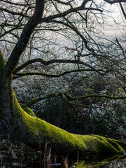 Großer gekrümmter und bemooster Baum in einem Waldsee