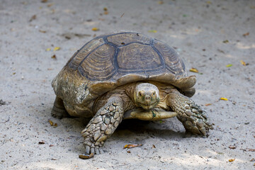 Sulcata tortoise in the garden at thailand