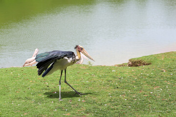 The Painted Stork bird (Mycteria leucocephala) in garden