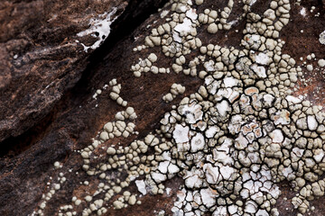 Lichen