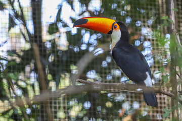 The toco toucan bird on the wood tree