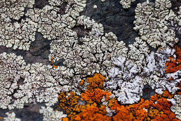 Lichen
