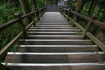 The walkway from wood in nature park taiwan