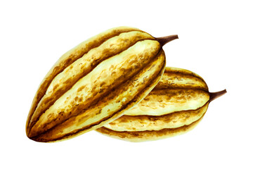 Watercolor composition with cocoa pods, fruit. Hand drawn beens, realistic organic superfood illustration isolated on white background. For designers, packaging design, menu, decoration, postcards