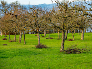Frisch geschnittene Obstbäume im Frühjahr