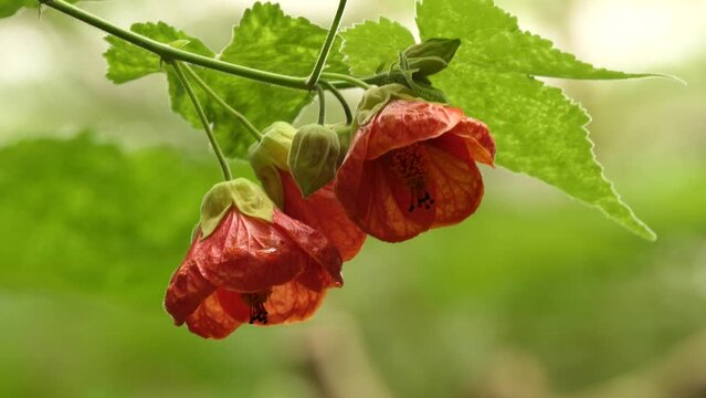 Abutilon in mallow family, Malvaceae
