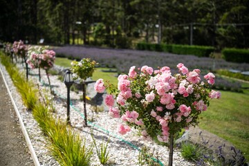 roses in a garden of a homestead in australia