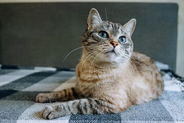 A female cat with blue eyes and striped fur lays on the sofa and looks right toward the camera lens. Close-up portrait of a cute striped female cat with blue eyes.	
