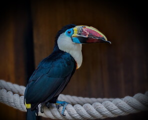 bird parrot toucan