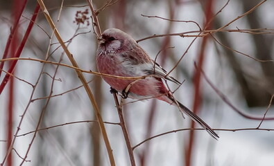 Bunting bird sitting on a branch