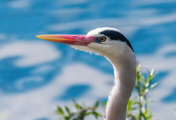 gray heron close up