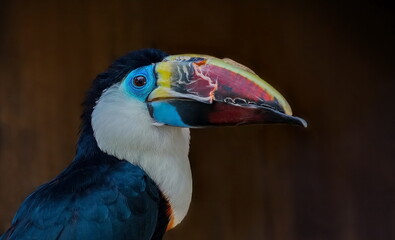 bird parrot toucan