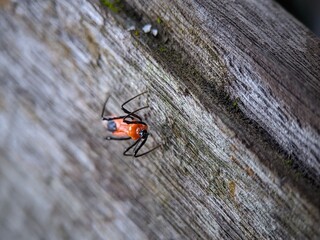 an insect perched on wood 