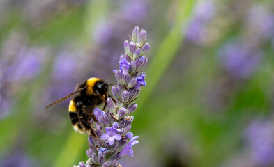 bee on lavender