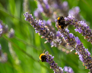bumblebee on lavender