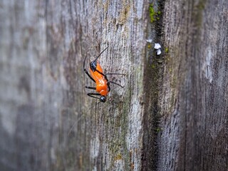 an insect perched on wood 