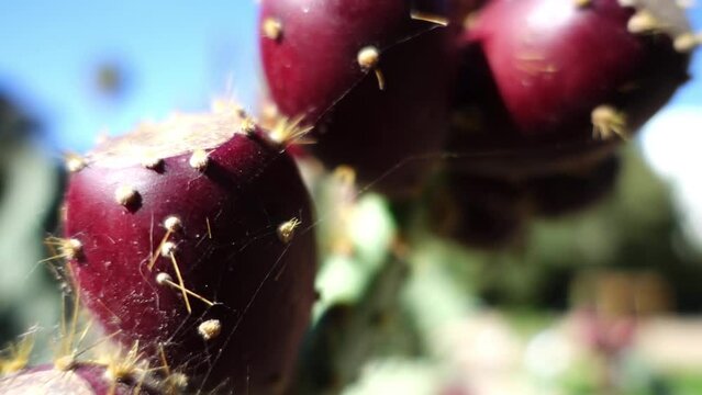 Opuntia engelmannii is prickly pear. It is ow's tongue cactus, cow tongue prickly pear, desert, Engelmann's, Texas or discus prickly pear, and nopal, abrojo, joconostle, and vela de coyote.