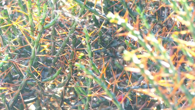Cylindropuntia leptocaulis, the desert Christmas cactus, desert Christmas cholla, pencil cactus, or tasajillo, is a species of cholla cactus.