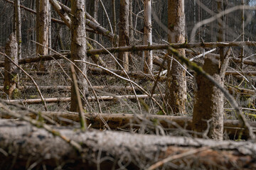 Im Frühjahrswald, Fichtenwald Schaden Forst, Moose und Wildnis 