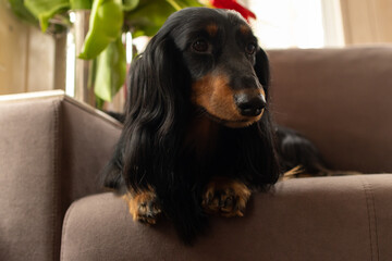 Black hairy dachshund lying down looking away on brown couch with tulips in back. Small longhaired wiener dog in flowers at home. Domestic animal indoor. Pet friendly place