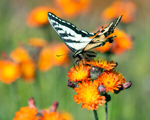 A beautiful butterfly on a red flower
