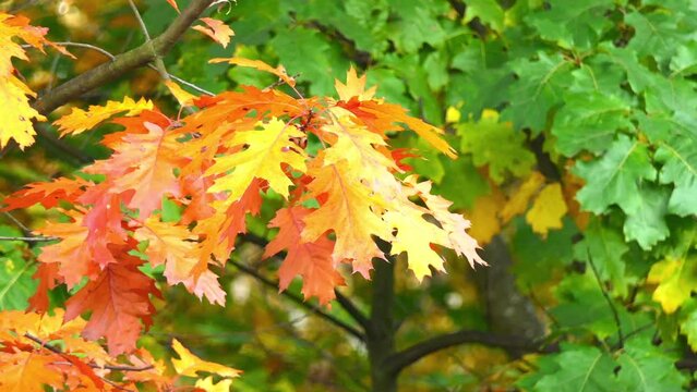 Quercus rubra, commonly called northern red oak
