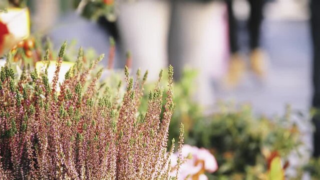 Calluna vulgaris, common heather, ling, or simply heather, is sole species in genus Calluna in flowering plant family Ericaceae.