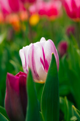 A white and pink colored tulip in focus.