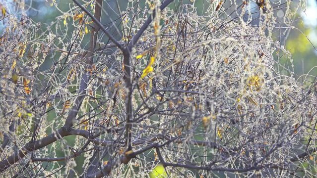Vitex negundo, Chinese chaste tree