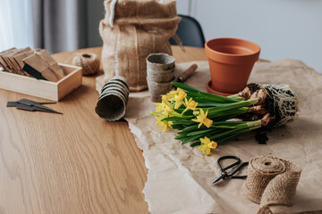 Blooming daffodils without a pot lie next to a ceramic pot on a table covered with paper in a...