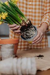 A woman in a yellow dress removes daffodils from a plastic pot to transplant them onto a paper-lined table in a bright kitchen. on the table there are small gardening tools, scissors, soil in a bag.