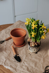 Blooming daffodils without a pot stand next to a ceramic pot on a table covered with paper in a bright kitchen. nearby are small gardening tools