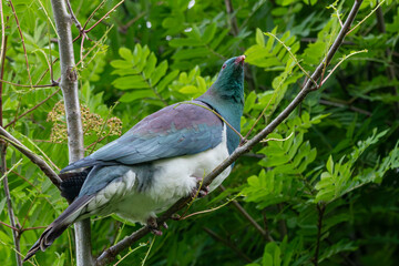 A distinctive kererū (Hemiphaga novaeseelandiae) or New Zealand pigeon perches in a tree at Kidds Bush near Wanaka. The large birds can be comically clumsy.