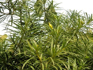 Yellow oleander in Delhi, India