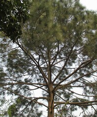 Conifer in Delhi, India
