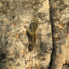 Squirrel on tree in Delhi, India
