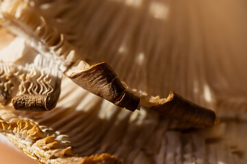 Mushrooms are a macro abstract food background. The gray texture of the edible mushrooms Pleurotus...