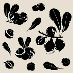 Macadamia nuts with leaves. Black and white silhouettes. Organic macadamia nuts collection. Vector illustration