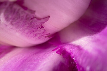 Purple cabbage macro abstract background. Creative composition in the harsh sunlight. Cut the crude product. Vegetarianism, diet, vitamins. Purple Peking cabbage for salads. The texture of the food - 762389852