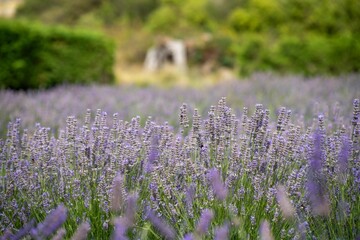 Growing a lavender cropin rows in a beautiful field. Purple lavender