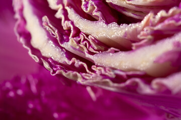 Purple cabbage macro abstract background. Creative composition in the harsh sunlight. Cut the crude product. Vegetarianism, diet, vitamins. Purple Peking cabbage for salads. The texture of the food - 762390231