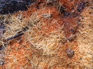 Natur im März, Blühen und Farbe Holzspäne im Wald