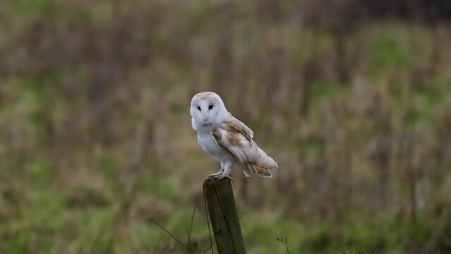 Slow Motion of a Barn Owl Perched on a Post
