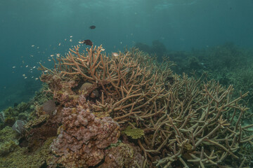 Coral reef and water plants at the Sea of the Philippines
