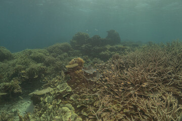 Coral reef and water plants at the Sea of the Philippines
