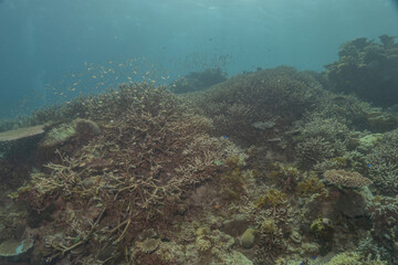 Naklejka na ściany i meble Coral reef and water plants at the Sea of the Philippines 